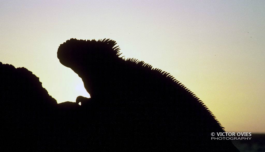 Iguana